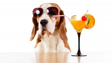 Cool Dog Enjoying a Summer Cocktail Moment wallpaper