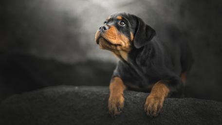 Majestic Rottweiler Gazing Towards the Sky wallpaper
