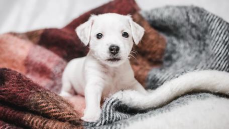 Adorable White Puppy on Cozy Blanket wallpaper
