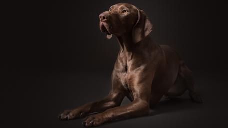 Elegant Vizsla in Dramatic Lighting wallpaper