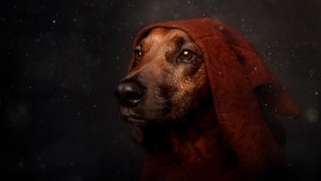 Dachshund in a Cozy Hoodie Moment wallpaper