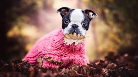 Charming French Bulldog in Cozy Sweater wallpaper