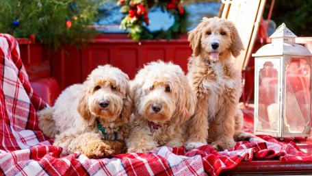 Playful Pups in a Cozy Setting wallpaper