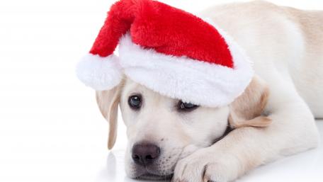Festive Retriever in Santa Hat for Christmas wallpaper