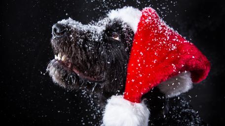 Festive Black Dog in Santa Hat wallpaper