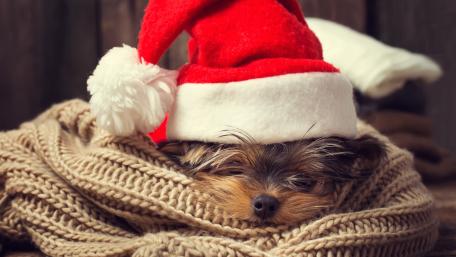 Festive Yorkshire Terrier in Christmas Hat wallpaper