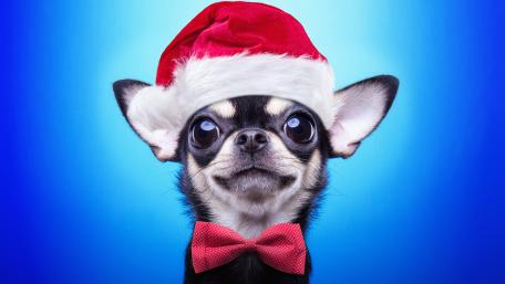 Chihuahua in Christmas Hat and Bowtie wallpaper