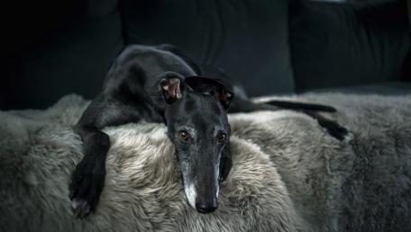Elegant Greyhound Relaxing on a Soft Surface wallpaper