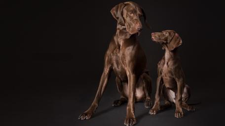 Vizsla Duo: Strength and Playfulness Together wallpaper