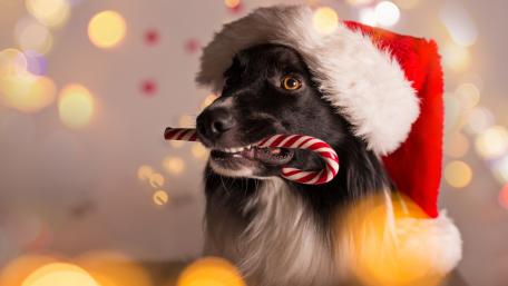 Festive Border Collie with Candy Cane wallpaper