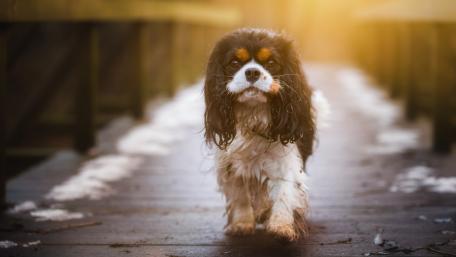 Playful Cavalier King Charles Spaniel on a Docking Pathway wallpaper