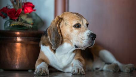 Charming Beagle Relaxing at Home wallpaper