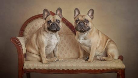 Charming French Bulldogs on a Vintage Couch wallpaper