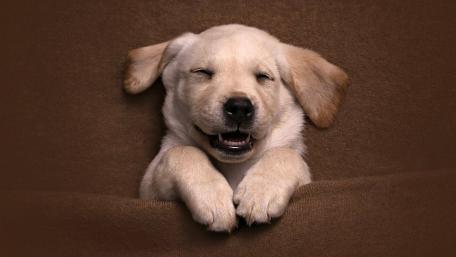 Adorable Puppy Smiling with Joyful Expression wallpaper
