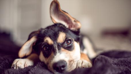 Adorable puppy resting on cozy blanket wallpaper
