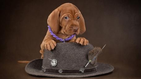 Vizsla puppy wallpaper