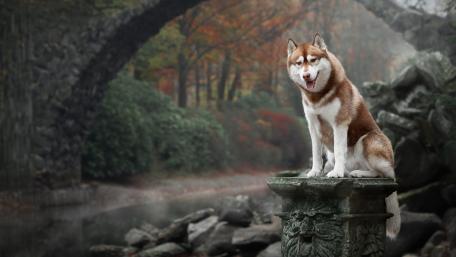 Majestic Husky by the River in Autumn wallpaper