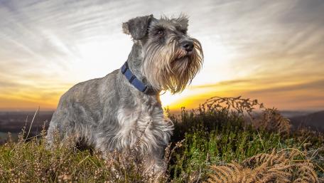Schnauzer at Sunset in Nature's Embrace wallpaper