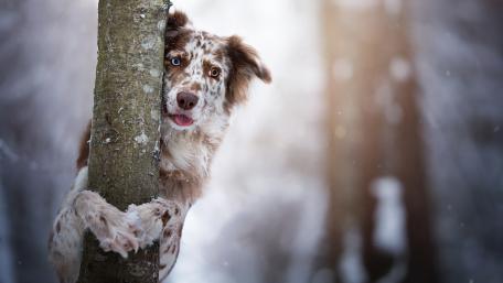 Playful Australian Shepherd in a Winter Wonderland wallpaper