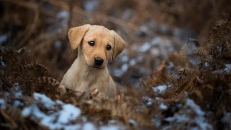 Adorable Puppy in Nature Scene wallpaper