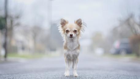 Charming Chihuahua on a Tranquil Street Scene wallpaper