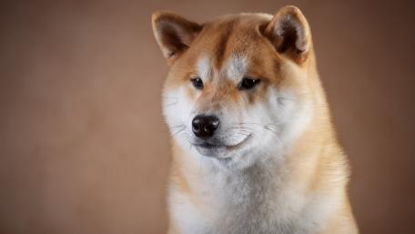 Shiba Inu wallpaper