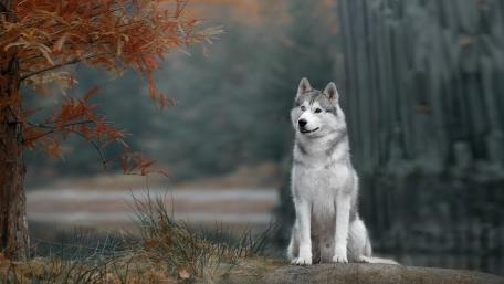 Autumn Serenity with a Husky Dog Wallpaper wallpaper