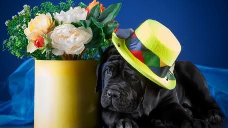 Charming Black Puppy with Colorful Hat and Flowers wallpaper