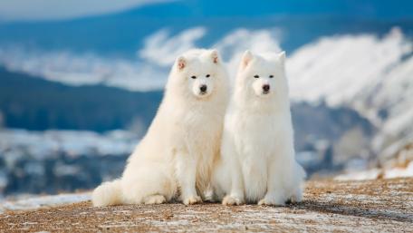 Fluffy Friends in a Winter Wonderland wallpaper