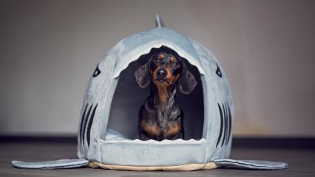 Adorable Dachshund in a Shark Bed wallpaper