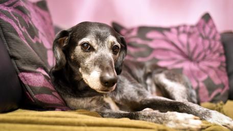 Charming Dog on Cozy Couch wallpaper