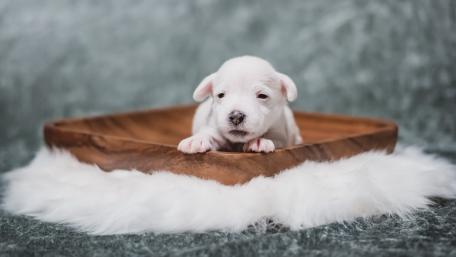 Adorable Jack Russell Puppy in Cozy Setup wallpaper