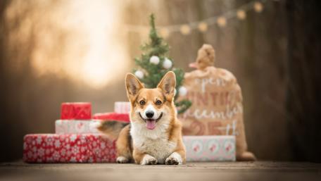 Christmas Corgi Smiles Under the Tree wallpaper