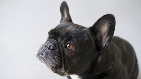 Charming French Bulldog Portrait in 4K Quality wallpaper