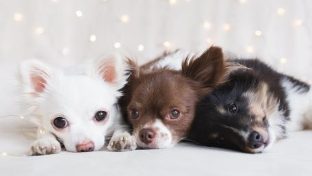 Cute Chihuahua Companions Snuggle Together in Blissful Moments wallpaper