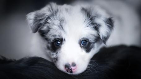 Adorable Border Collie Puppy with Captivating Blue Eyes wallpaper