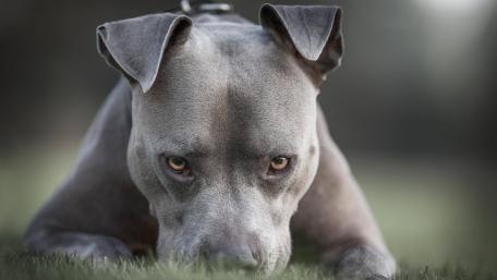 American Pit Bull Terrier wallpaper