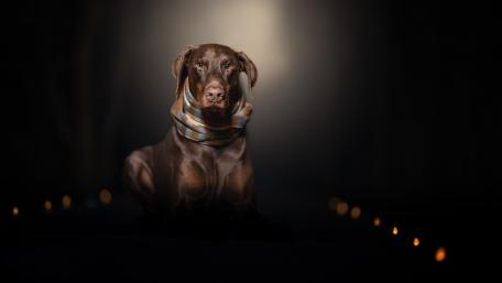 Elegant Dog Against a Mysterious Dark Background wallpaper