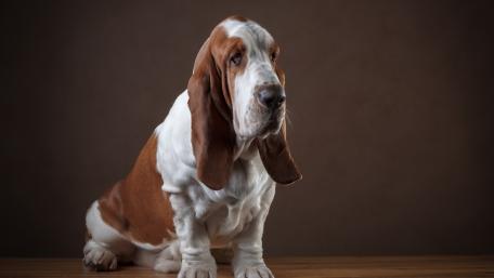 Charming Basset Hound Portrait Captured Elegantly wallpaper