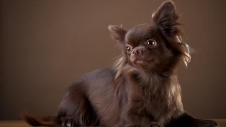 Charming Chihuahua in Elegant Pose wallpaper
