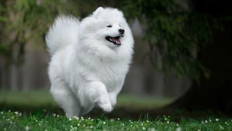 Fluffy Samoyed Joyfully Running in Nature wallpaper