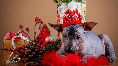 Festive Xoloitzcuintli in Holiday Cheer wallpaper