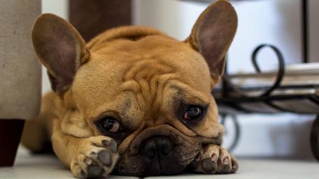 Charming French Bulldog Relaxing at Home wallpaper