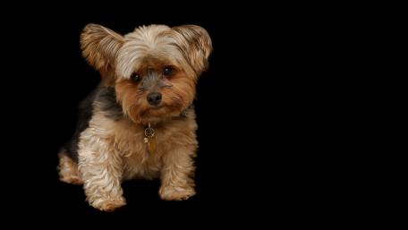Charming Yorkshire Terrier on Black Background wallpaper