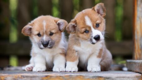 Adorable Corgi Puppies Playing Together wallpaper