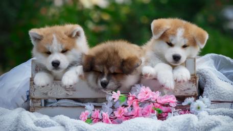Akita puppies wallpaper