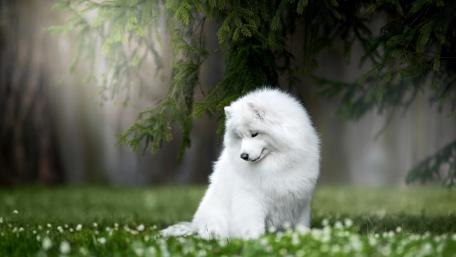 Fluffy Samoyed in Serene Nature Setting wallpaper