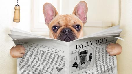 French Bulldog reads in toilet wallpaper