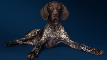 Majestic Dog in a Blue Setting wallpaper