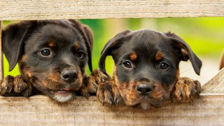 Adorable Rottweiler Puppies Peeking Through Fence wallpaper